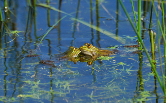 Rane........ma che specie?????? - Pelophylax spp. (Bolgheri)